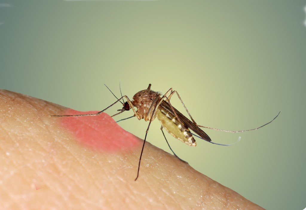 Mosquito-biting-swellMarco-Uliana-1a